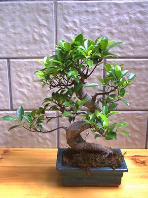 Ficus-Microcarpa-Bonsai-FF-RS-.jpg