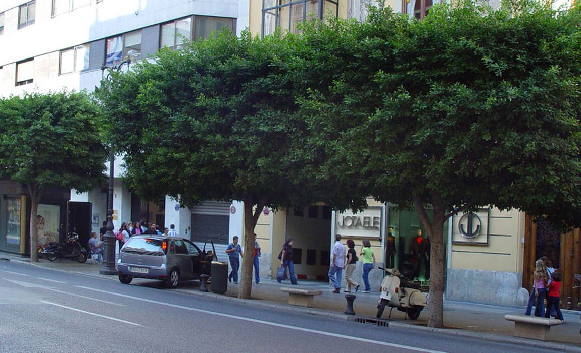 ficus-nitida-p.jpg