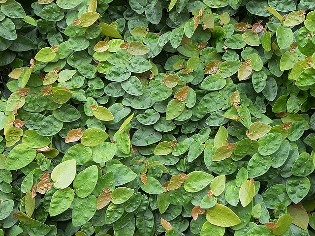 ficus-pumila-creeping.jpg