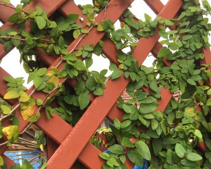 ficus-pumilla-trellisMain.jpg