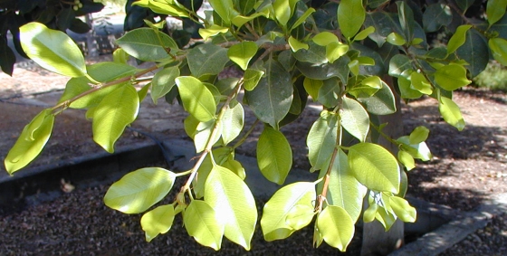 Ficus+retusa.jpg