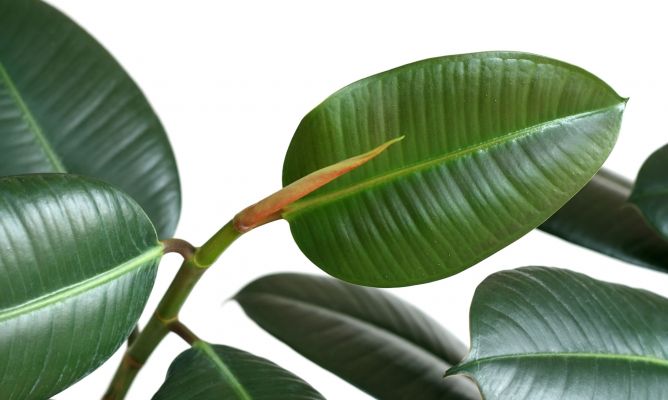 ficus-robusta-06-668x400x80xX.jpg