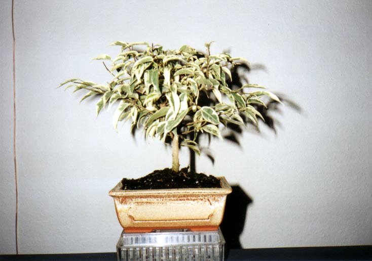 Ficus-Starlight.jpg