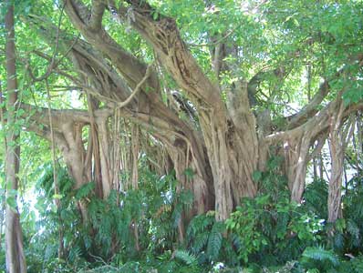 Ficus-virens.jpg