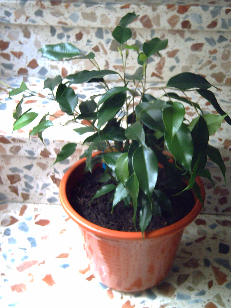ficus1.JPG