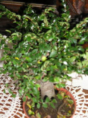 Ficus1.jpg
