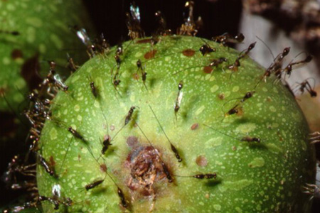 ficus2-1.jpg
