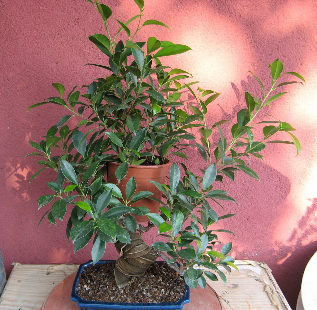 ficus4.jpg