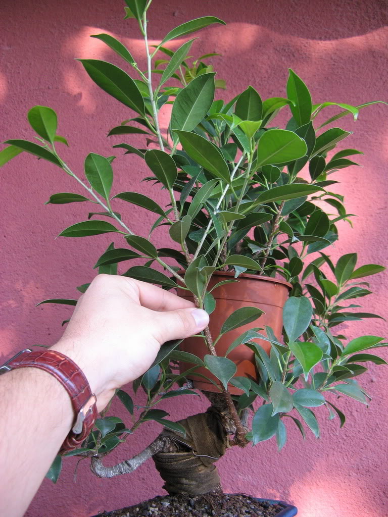 ficus6.jpg