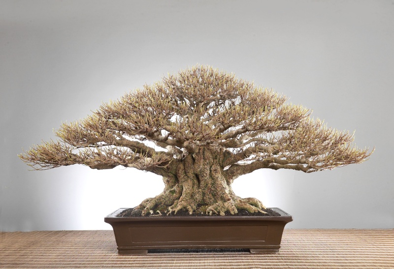 ficus_10.jpg
