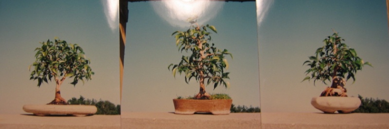ficus_18.jpg