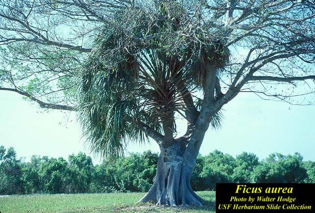 Ficus_aurea2_lg.jpg