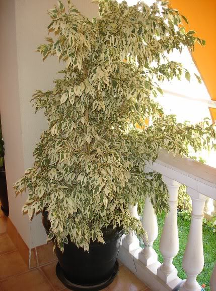 Ficus_benjamin_01.jpg