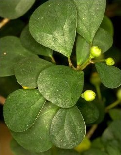 ficus_deltoidea.jpg