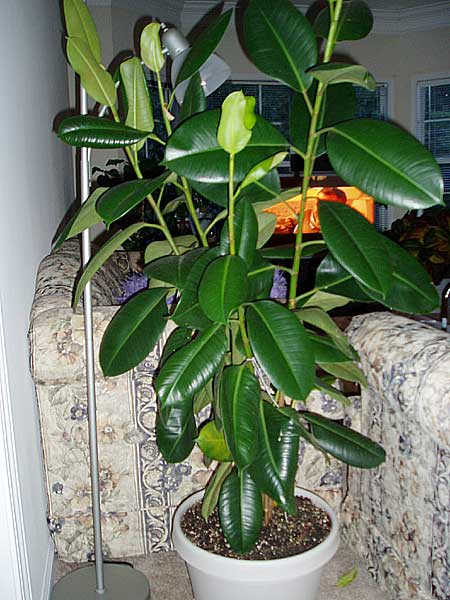 Ficus_elastica_decora.jpg