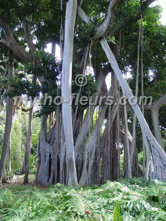 ficus_macrophylla_ssp_columnaris_3.JPG