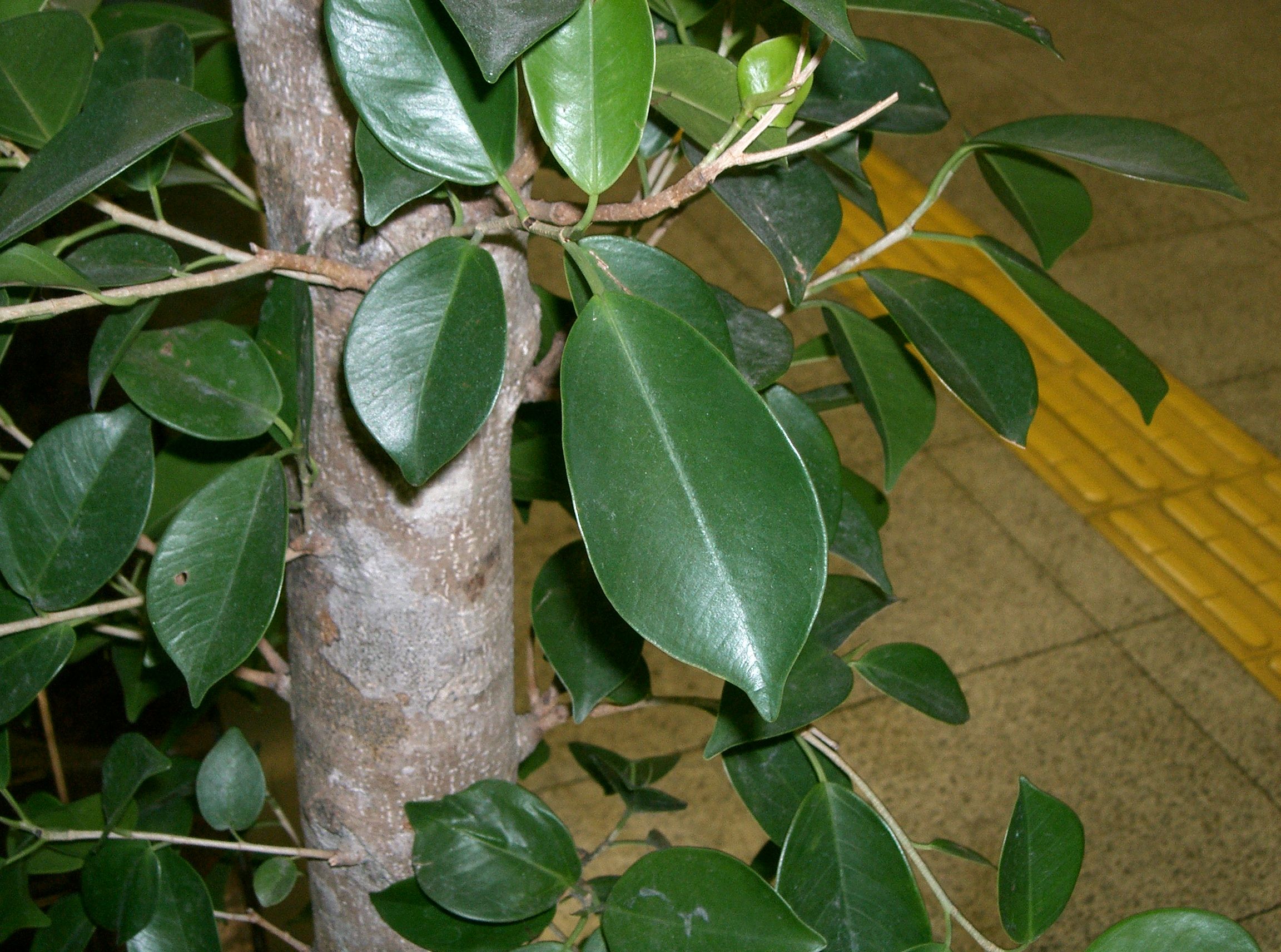 Ficus_microcarpa2.jpg