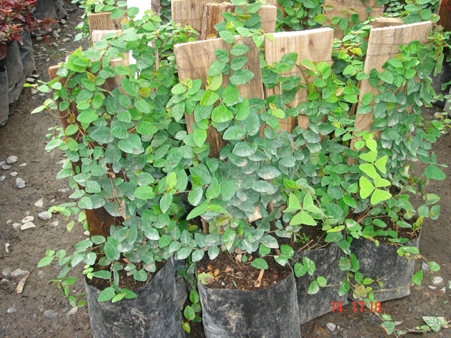 ficus_moneda.jpg