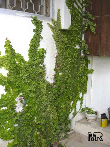 ficus_pumila5303.jpg