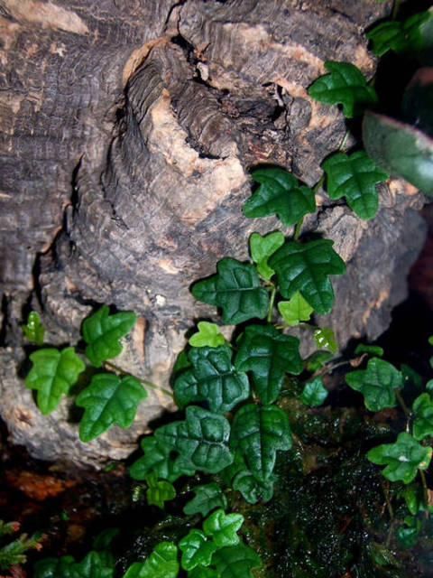 Ficus_pumila_quercifolia_1_0.jpg