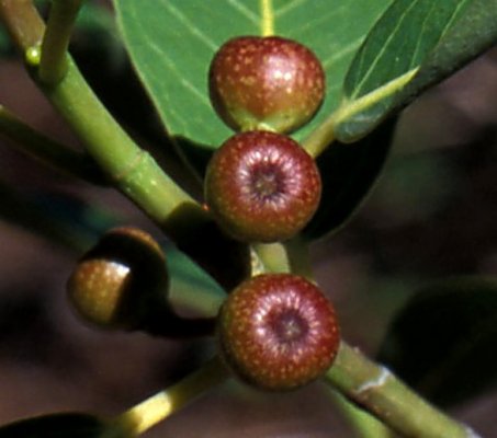 Ficus_pygmaea_ENC1676b400_figs.jpg