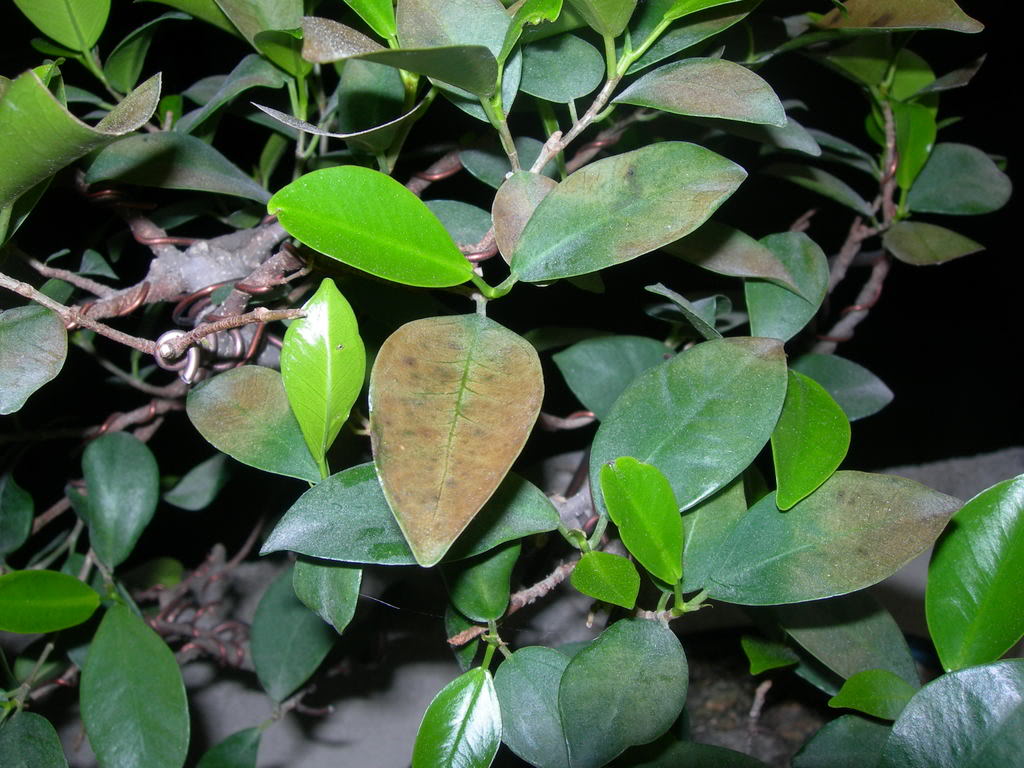 Ficus_q2.jpg