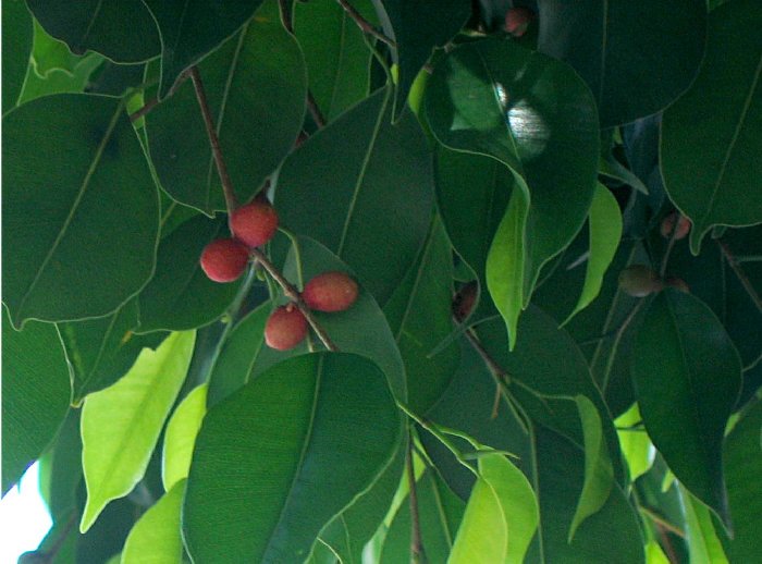 ficusbenj.jpg