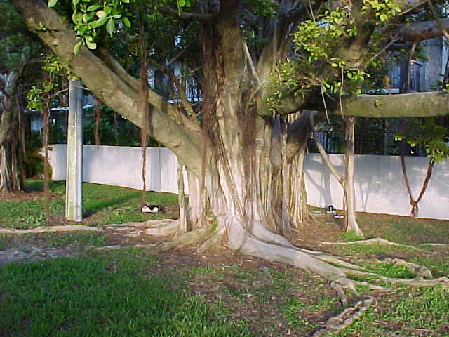 ficusbenjamina01.jpg