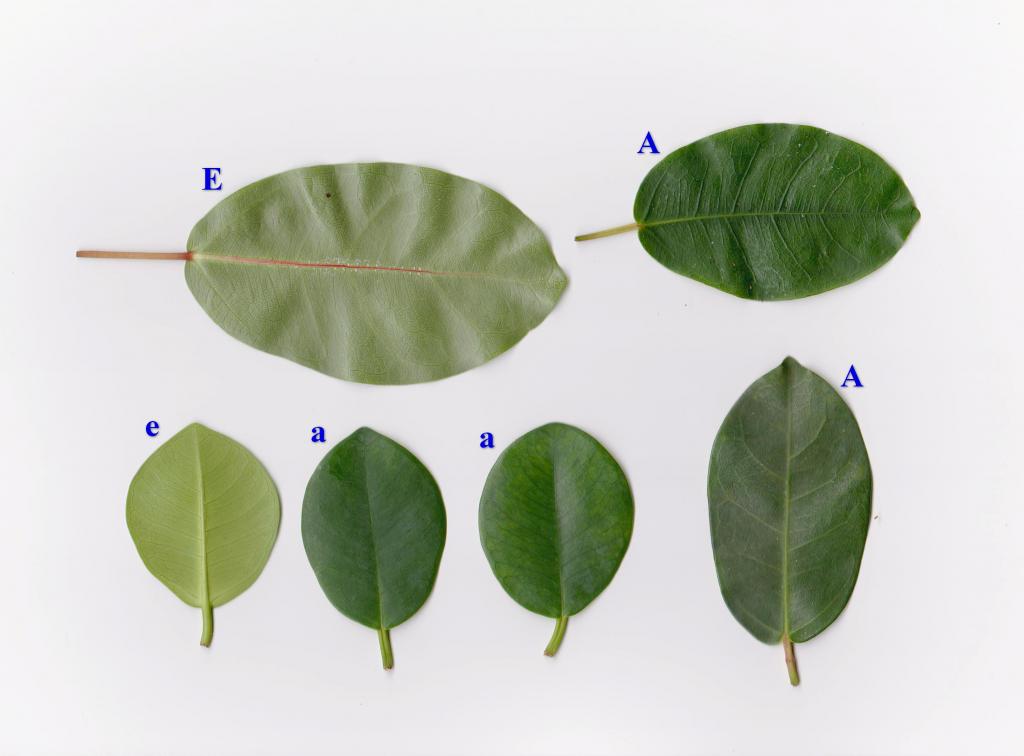 Ficusburtt-davyi_zps72e87682.jpe