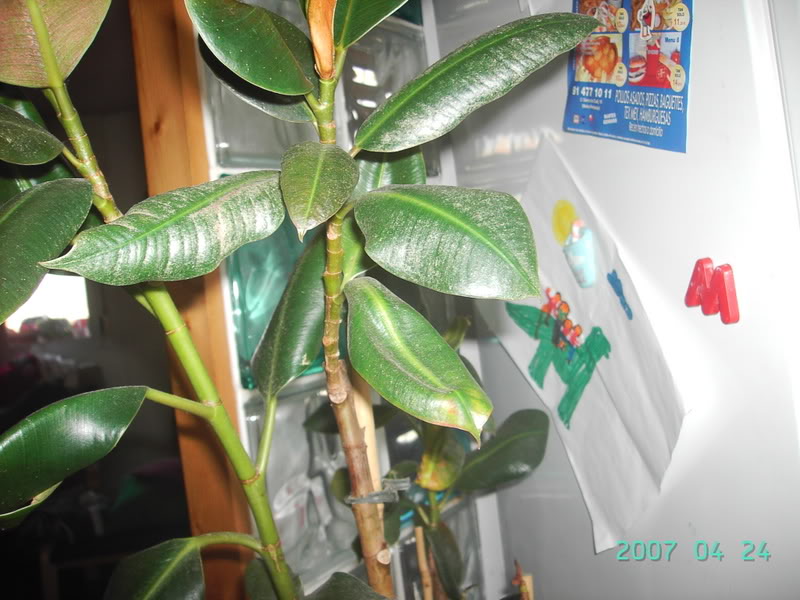 FicusElastica10.jpg