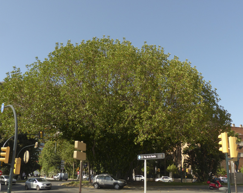 ficuselasticamalaga_7685.JPG