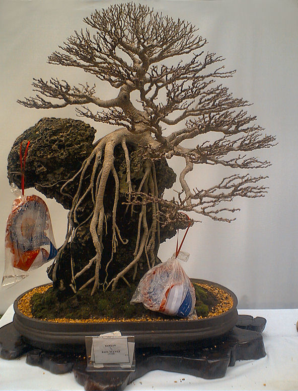 ficusmicrocarpa.jpg