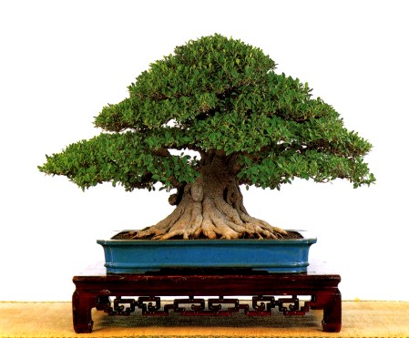 ficusmicrocarpa1.jpg