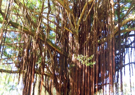encuesta descuento acortar Ficus con raíces aéreas: ¿qué especie se da mejor en clima mediterráneo?