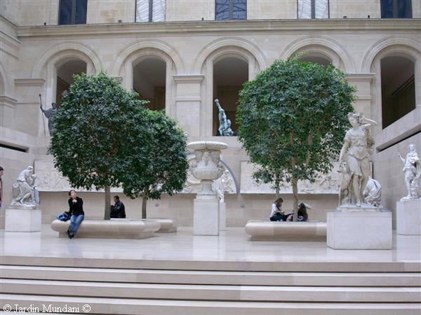 ficusretusa-louvre.jpg