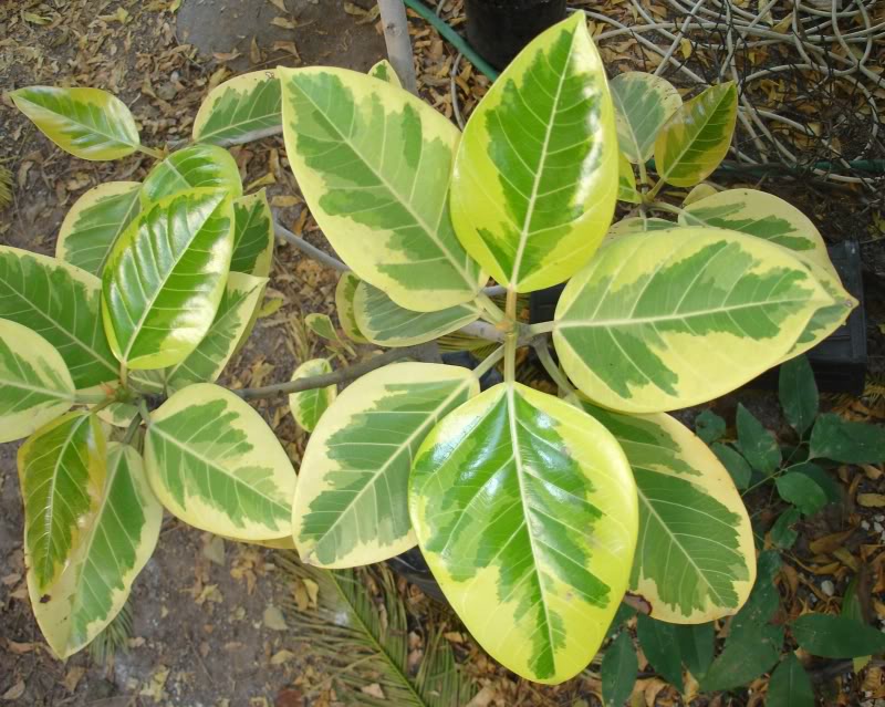 ficusunknown.jpg