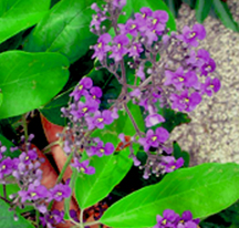 Fiddlewood_Tree_Vitex_gaumeri.jpg