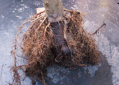 field%20maple%200307.jpg