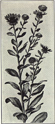 fig-59.jpg