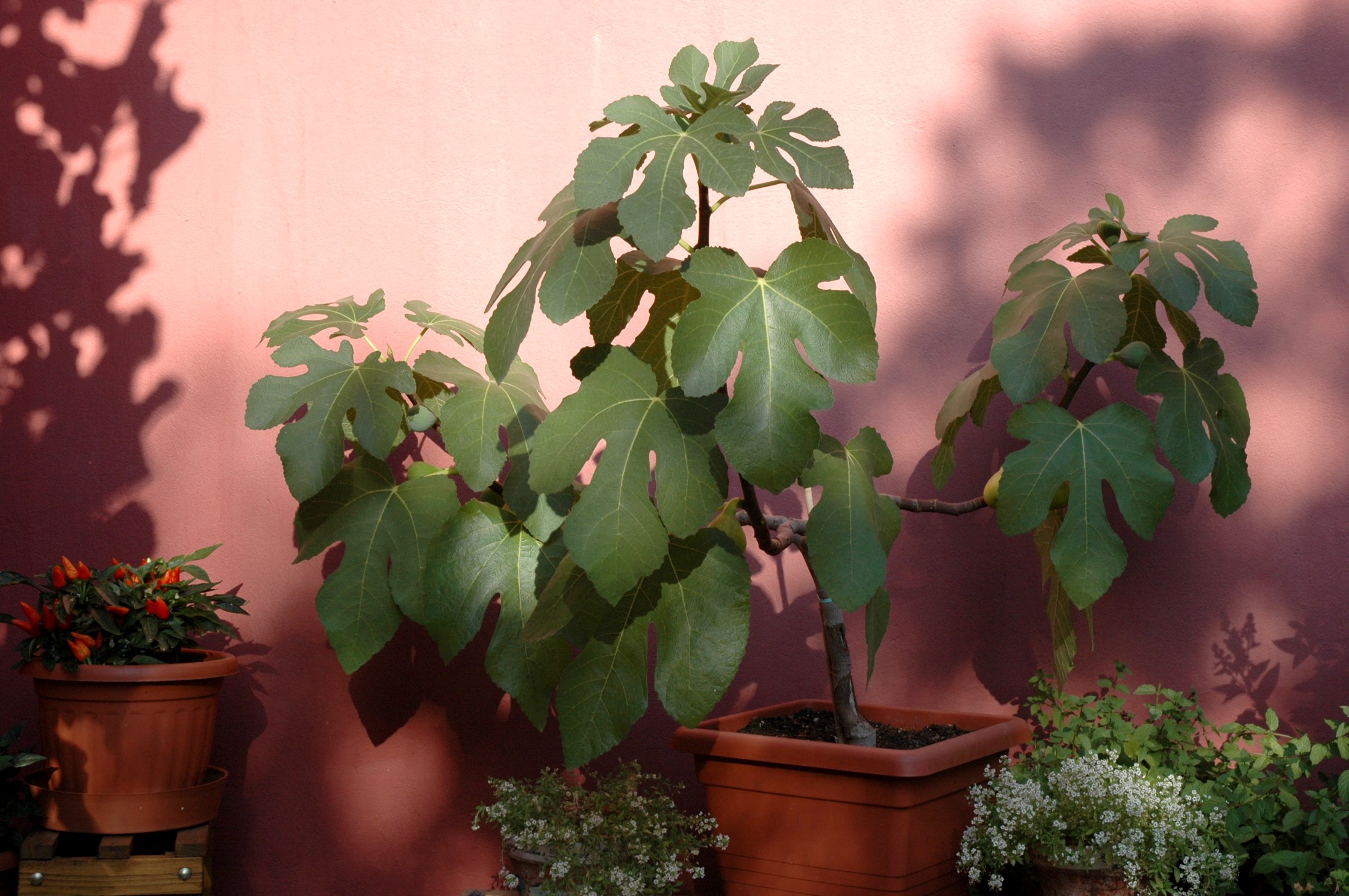 fig-tree-on-terrace.jpg
