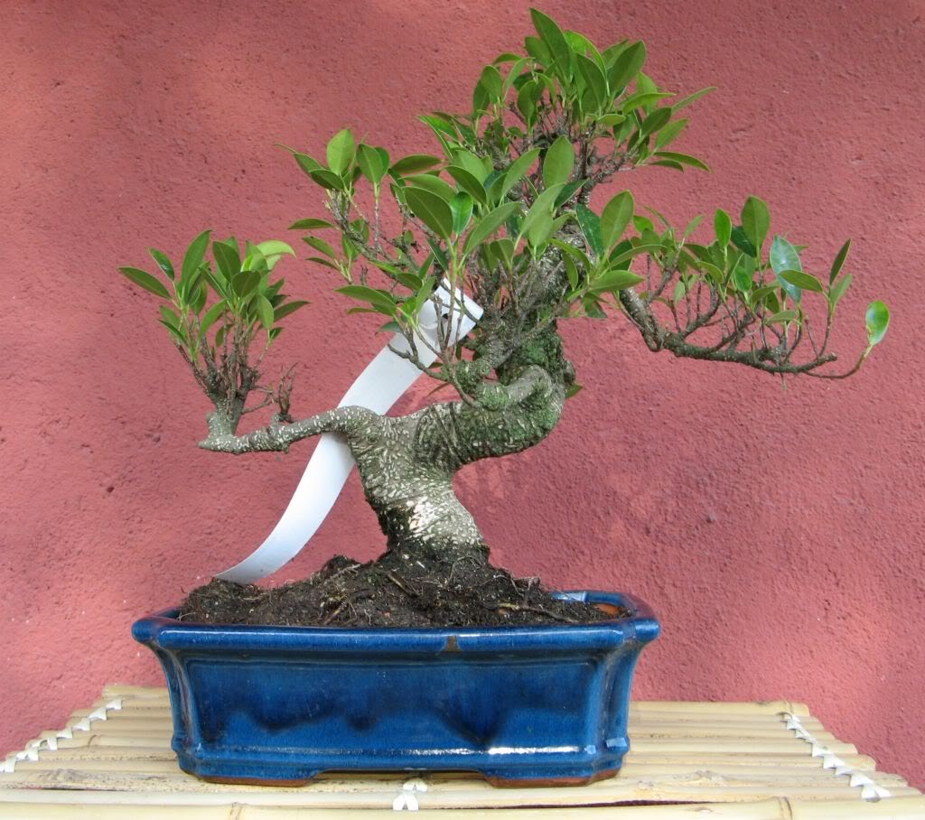 fig1.jpg