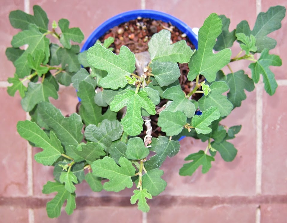 fig23.jpg