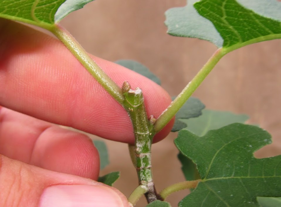 fig41.jpg