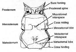 fig5.jpg