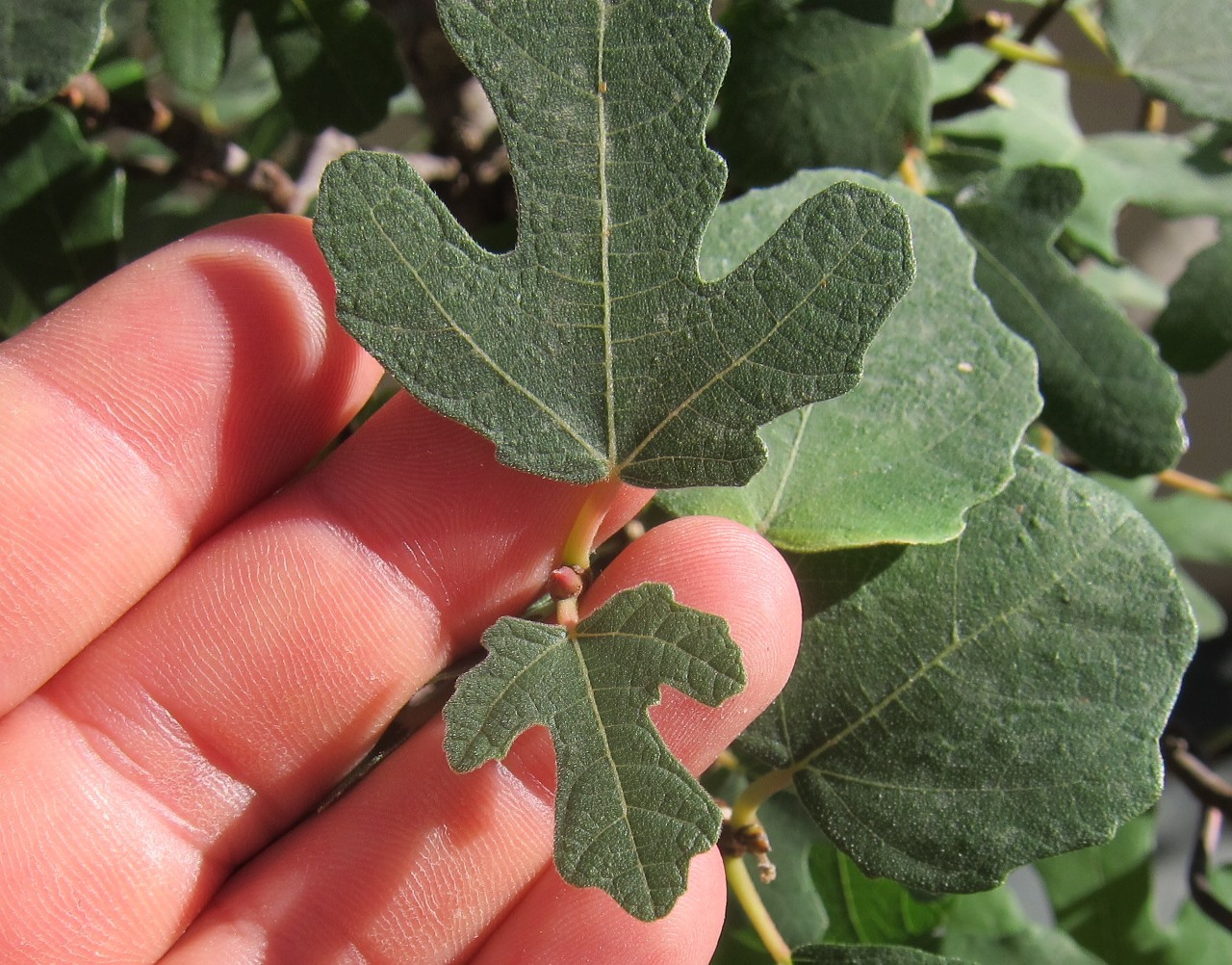 fig6.jpg