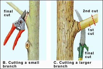 fig6b&c.jpe
