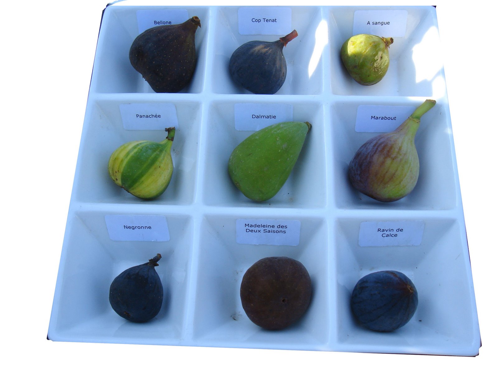 figues+2.JPG