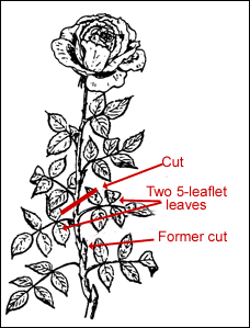 figure13.gif