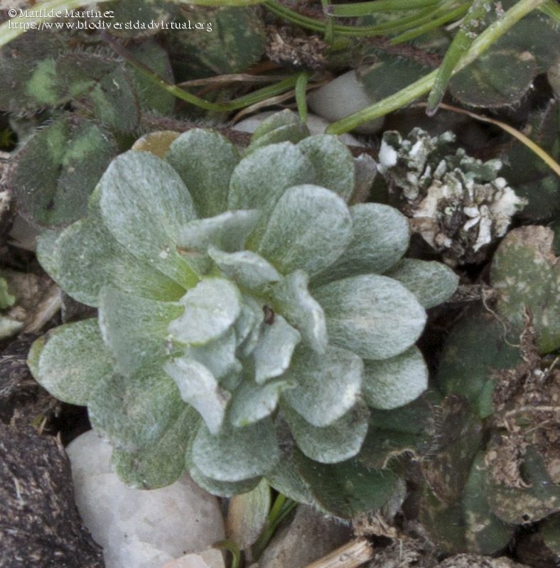 Filago-pygmaea-216901.jpg