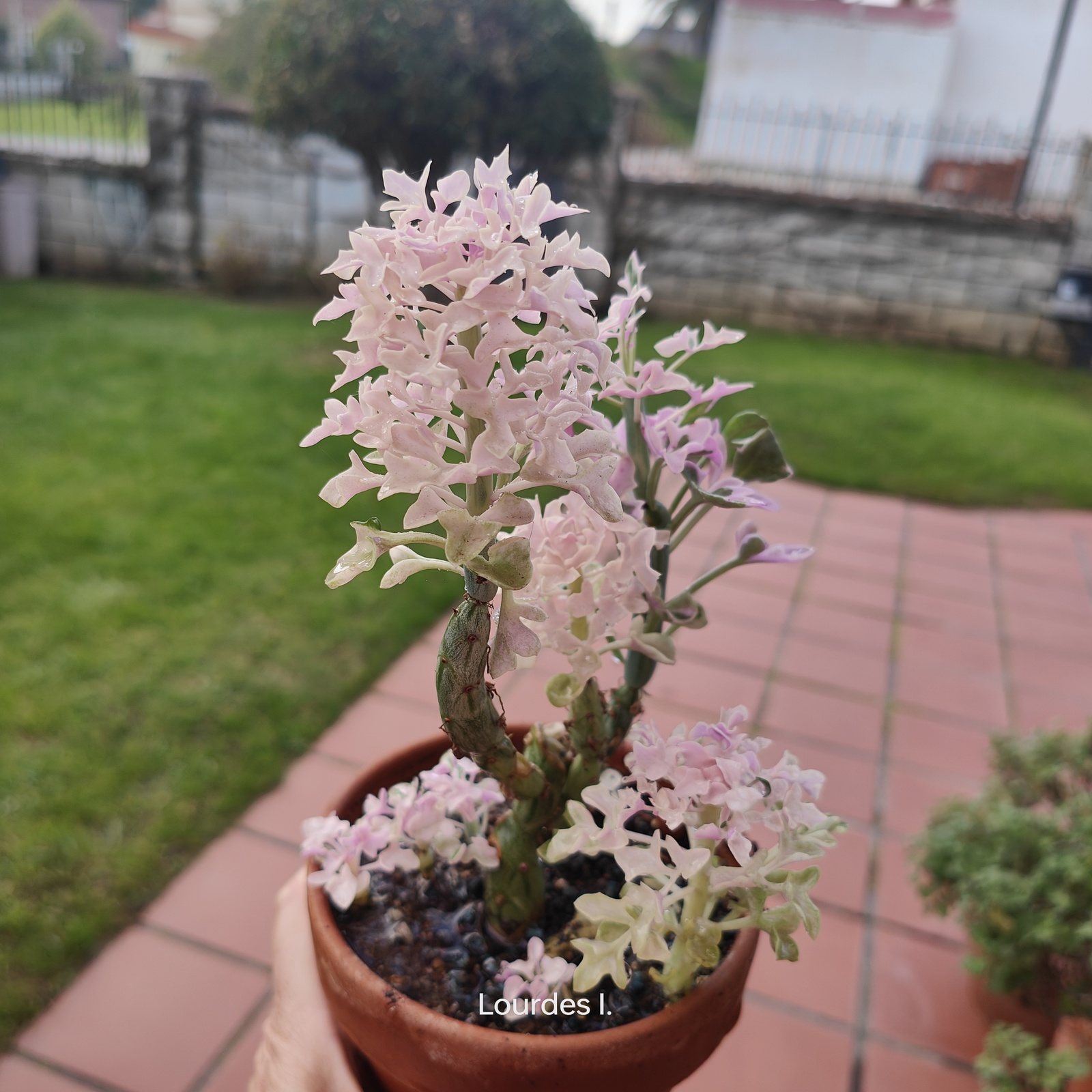 file.php?id=15829.jpg